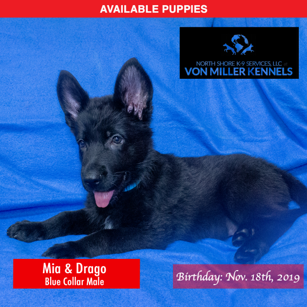 Von-Miller-Kennels_Puppies-German-Shepherds-11-18-2019-litter-Blue-Male-5
